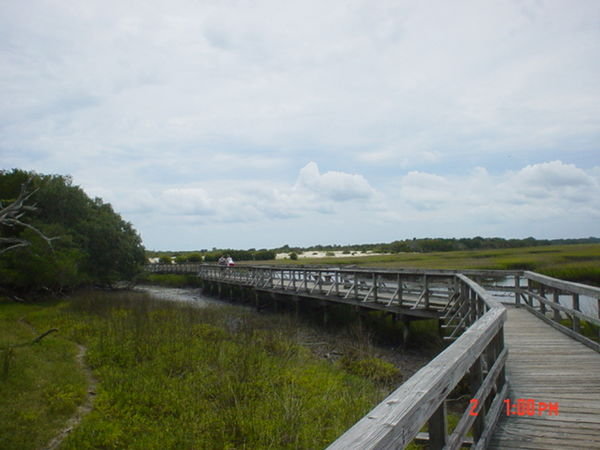 Boardwalk above the swampy marsh