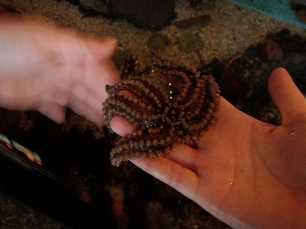 Me holding the sea star (and Destinee's ghost hand)