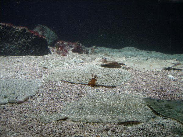 More flounder