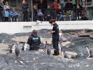 Feeding the penguins