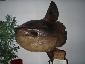 Mola mola (Ocean sunfish)