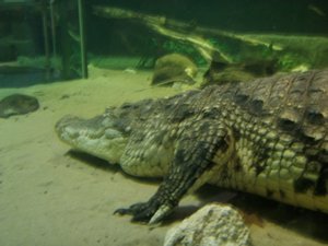 The croc (or aligator, i'm not sure...idk the difference. Bad biologist, bad!)