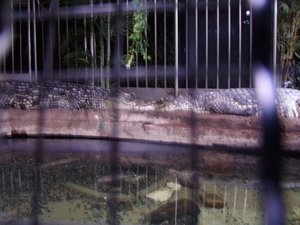 Sleeping crocs (shh)