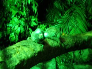 The Common marmoset (aka creepy monkey)