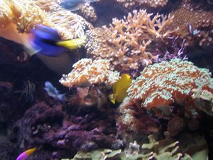 Nemo inspired tank