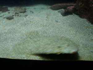 Flatfish (I think a flounder)