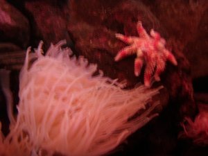 Very pretty pink anemone and sea star
