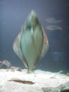 Giant flounder