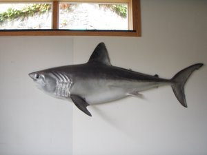 shark wall decoration