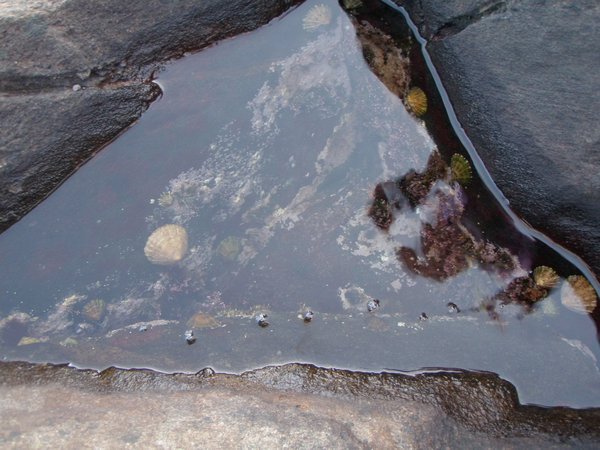 Another tide pool I was investigating