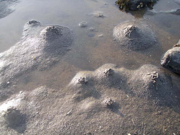 These little mounds in the sand were so weird