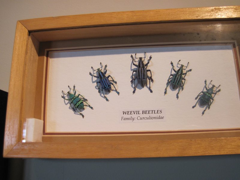 The Insect House: Weevil Beetles
