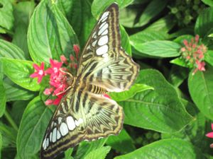 The Butterfly House