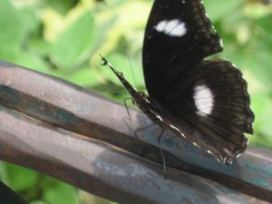 male Greater Eggfly (Hypolimnas bolina)