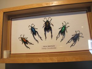The Insect House: Frog beetles