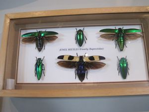 The Insect House: Jewel Beetles