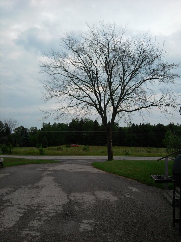 Tree outside the field house