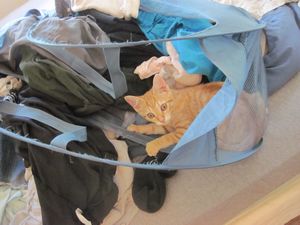 Rubie playing in my laundry bag