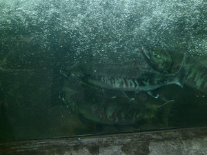 Chum salmon at DIPAC