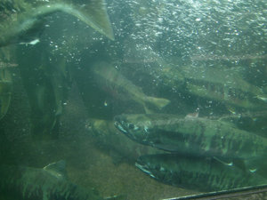 Chum salmon at DIPAC