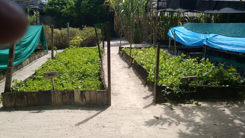 allotment garden 