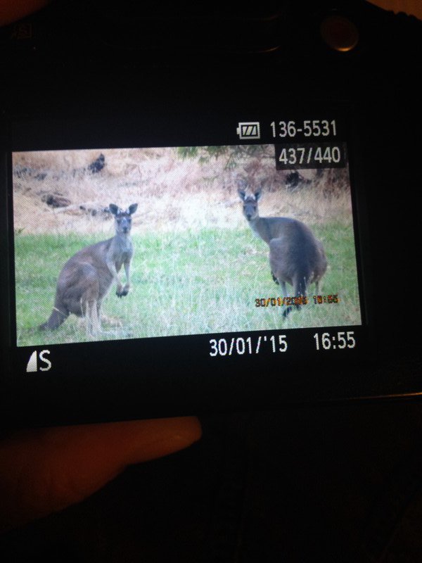 kangaroos in the field 