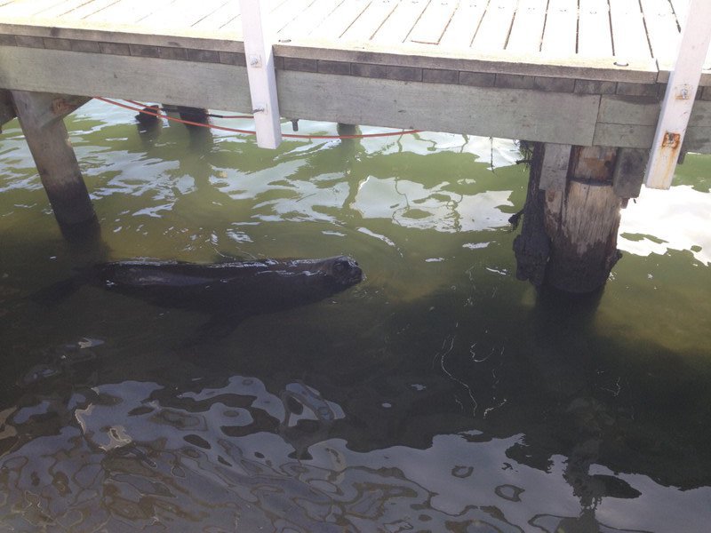 sealion under the jetty at Port Fairy