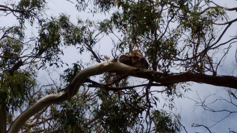 Spot the Koala in the tree 