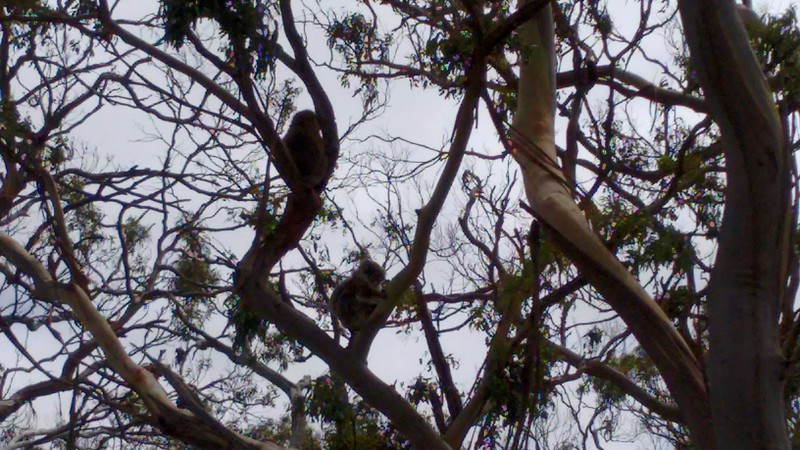 some more Koalas