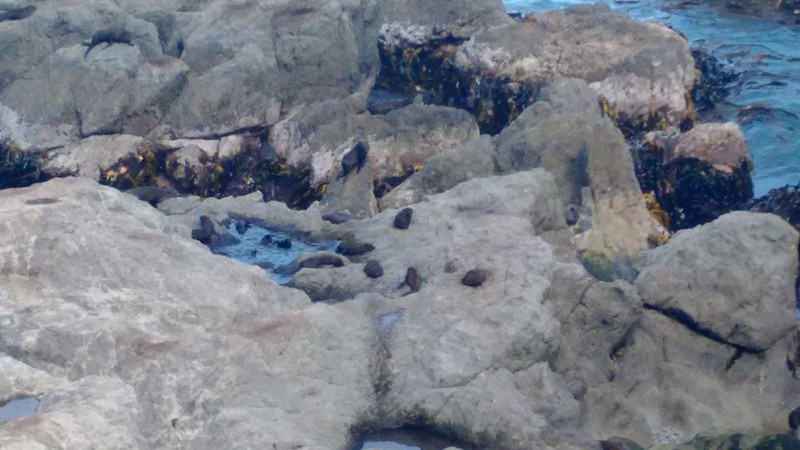 Fur Seals on the rocks near Nelson
