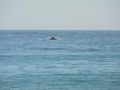 Grey whales breaching off Ventura Beach