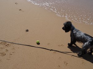 crab/spaniel stand off