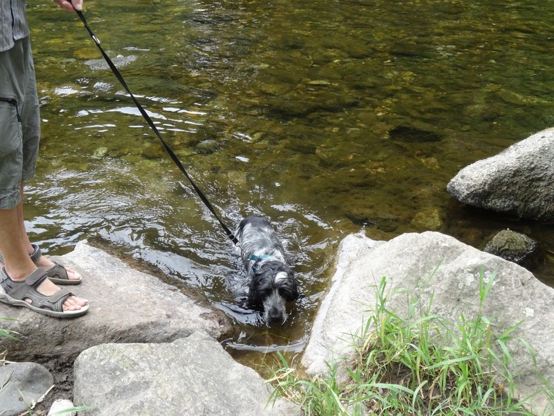Dog in river drama !!!
