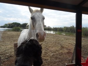 spaniel/horse stand off