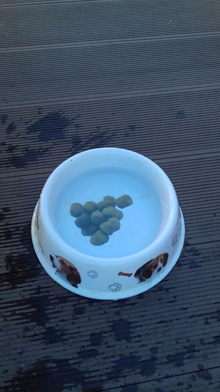 cruelty to dogs - treats painted on the bottom of water dish