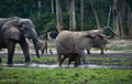 Forest elephants