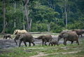 Forest elephants