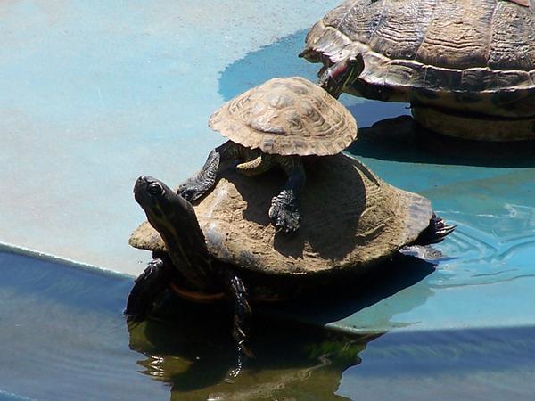 Turtles at the park