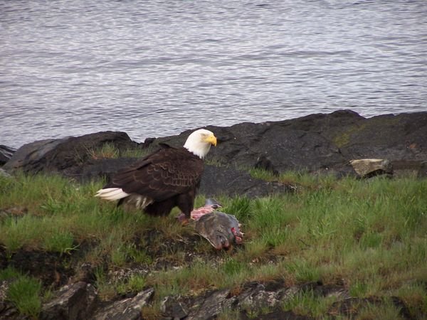 eagle eating fish