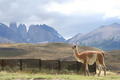 Guanaco in Torres Del Paine National Park