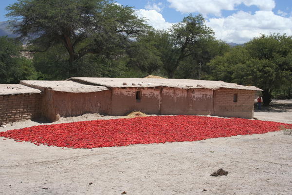 Peppers Drying...on the road to Cafayate
