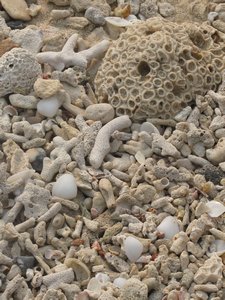 coral on the beach