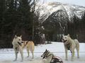 The beautiful snow dogs