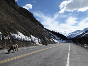 Bighorn sheep on road of Highway 93