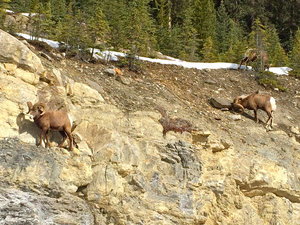 Bighorn Sheep on cliffs edge next to road of Highway 93