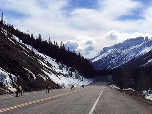 The Bighorn Sheep on the road of Highway 93