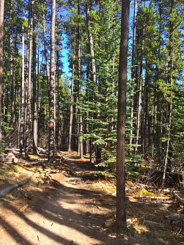 The trail at Bragg Creek