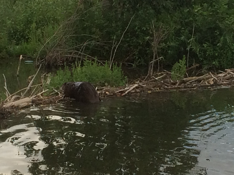 The Beaver at Prince's Island