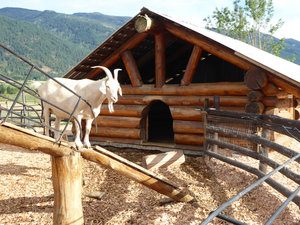 The Goat Farm at the Log Barn