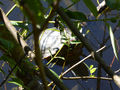 Turtle in Lost Lagoon looking a little 'lost'.